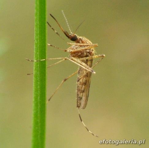Aedes cyprius