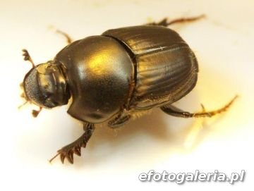Onthophagus taurus 6