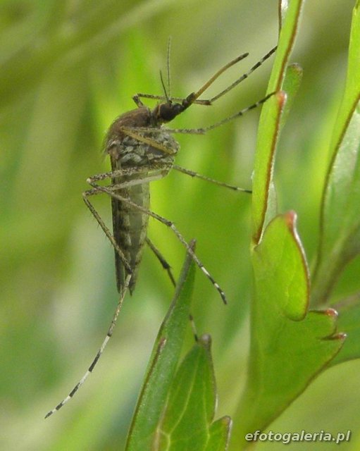 Aedes flavescens