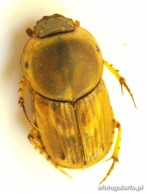 Euoniticellus fulvus .