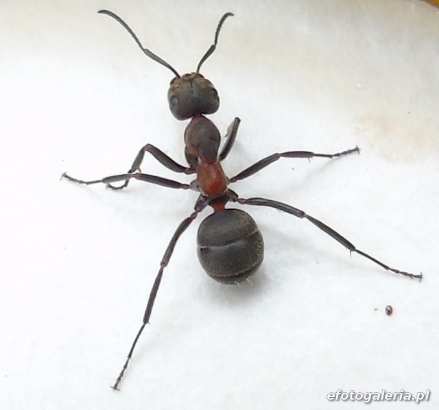 Mrówka czarniawka