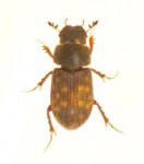 Heptaulacus testudinarius