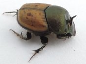 Onthophagus coenobita, male