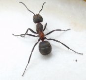 Mrówka czarniawka