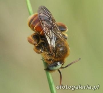 Epeoloides coecutiens - male