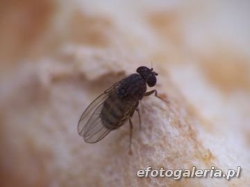 Drosophila busckii