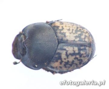 Onthophagus nuchicornis 1