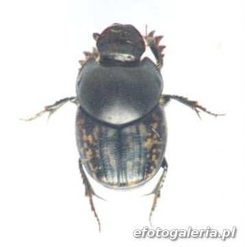 Onthophagus nuchicornis 5