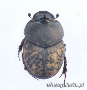 Onthophagus nuchicornis 7