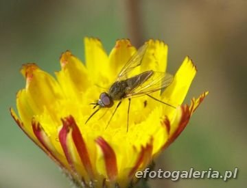 Phthiria pulicaria - male