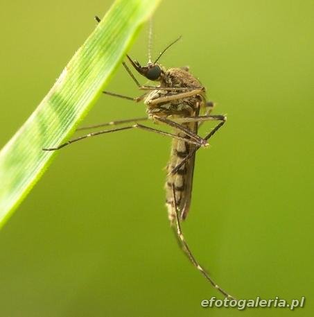 Aedes vexans - female