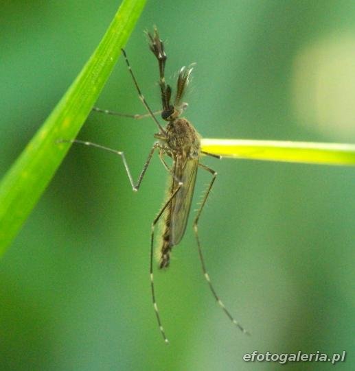 Aedes vexans - male