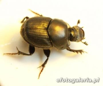 Onthophagus taurus 3