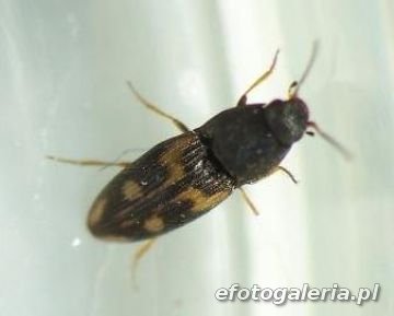 Negastrius sabulicola
