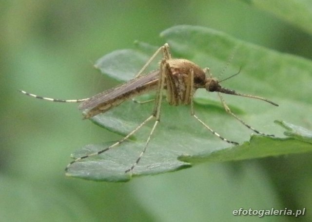 Aedes flavescens