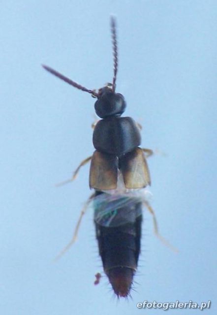 Nehemitropia lividipennis