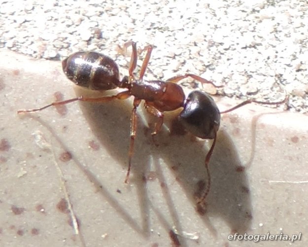 Camponotus herculeanus