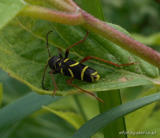 Clytus arietis