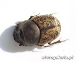 Onthophagus similis 1