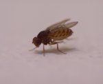 Drosophila busckii