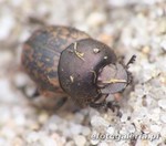 Onthophagus similis 3