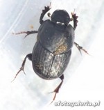 Onthophagus taurus 1