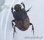 Onthophagus nuchicornis 8