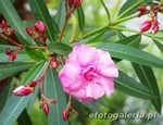 Oleander - kwiat