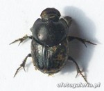 Onthophagus nuchicornis 3