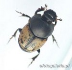 Onthophagus nuchicornis 6