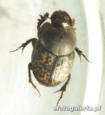 Onthophagus nuchicornis 4