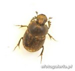 Onthophagus similis - male