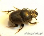 Onthophagus taurus 4