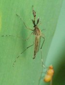 Aedes cyprius - male