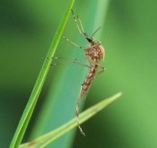 Aedes cyprius - female