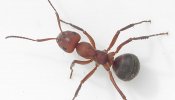 Mrówka pniakowa