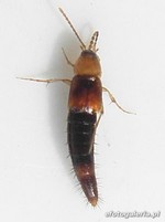 Tachyporinae
