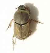 Euoniticellus fulvus - female