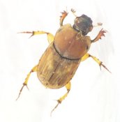 Euoniticellus fulvus - male