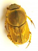 Euoniticellus fulvus .